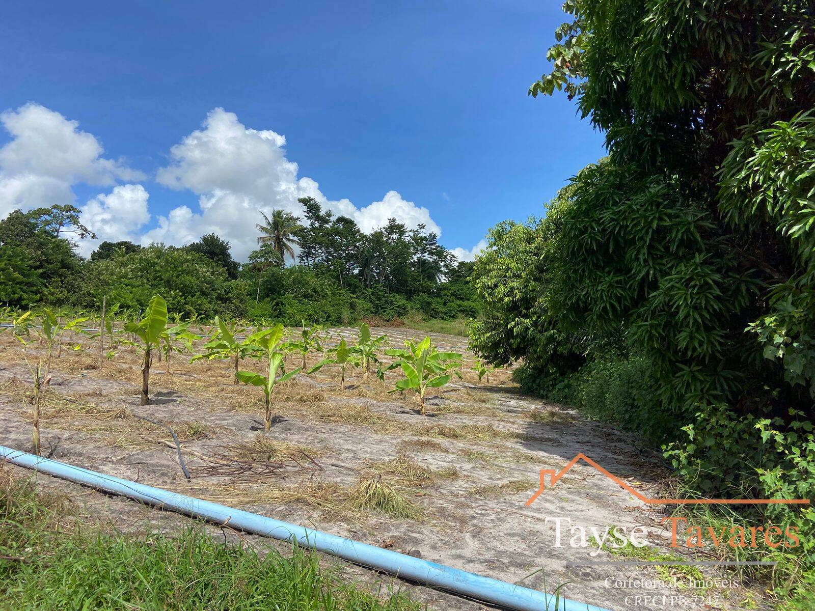 Fazenda à venda com 3 quartos, 16m² - Foto 10